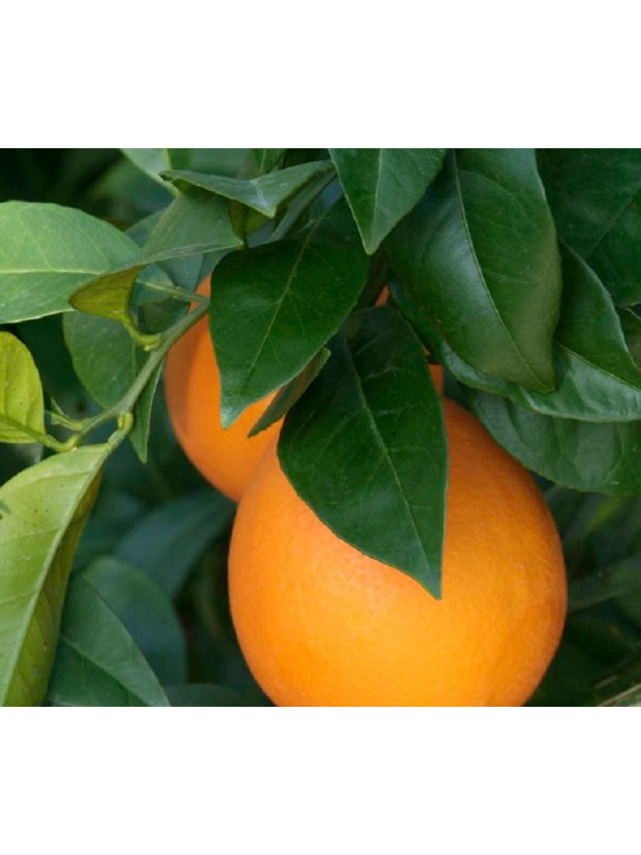 Вашингтон навел. Arancio Citrus sinensis. Апельсин (Citrus sinensis). Апельсин Вашингтон невел. Апельсин c. sinensis "Вашингтон невел".