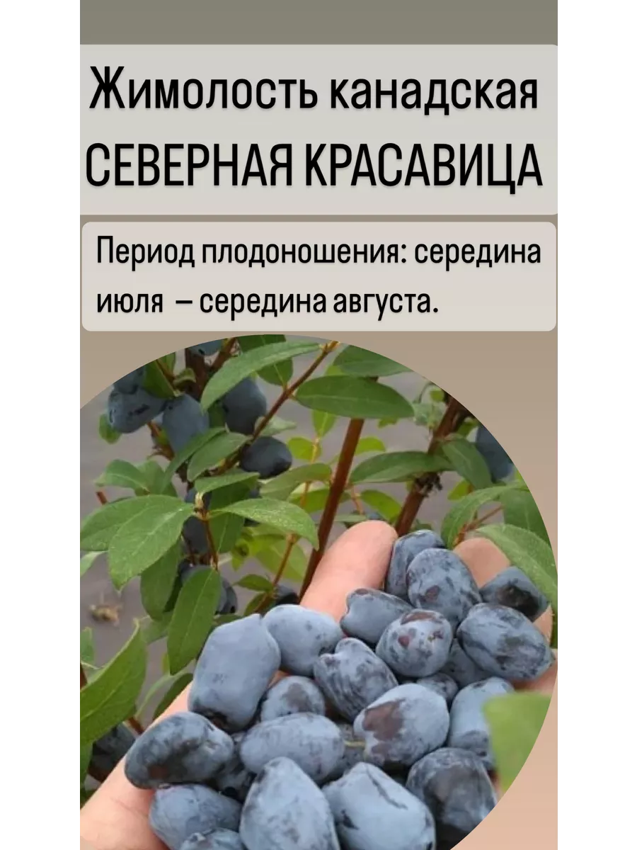 Жимолость канадская крупноплодная саженцы 192099867 купить за 415 ₽ в  интернет-магазине Wildberries