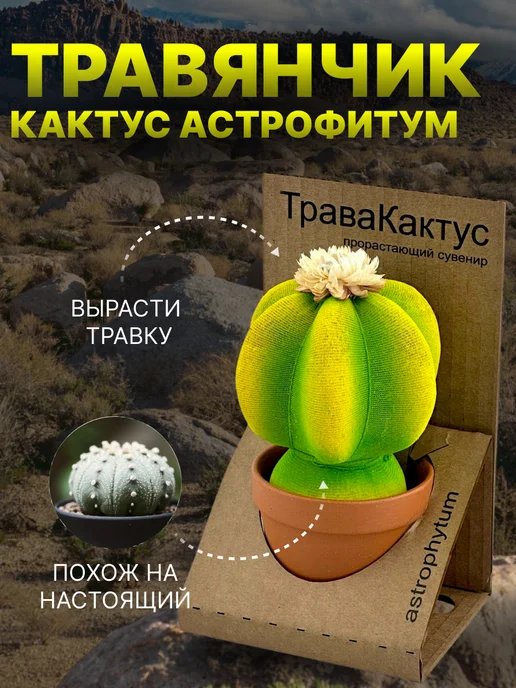 Сады Аурики Травянчик растущая травка кактус астрофитум микрозелень, вариант