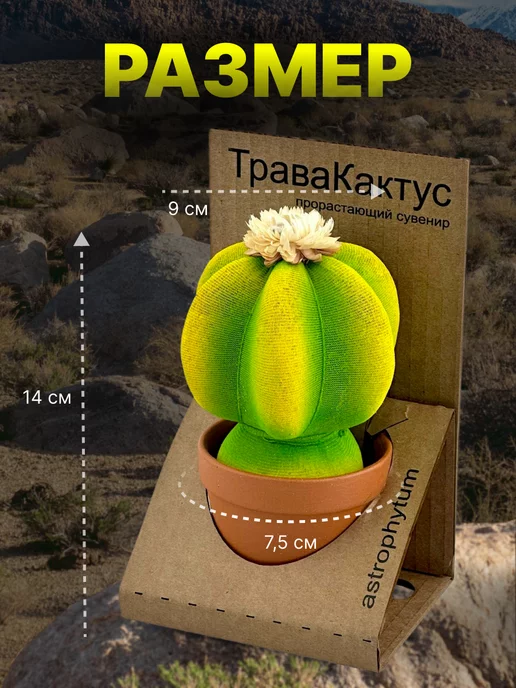 Сады Аурики Травянчик растущая травка кактус астрофитум микрозелень, вариант, фото 2