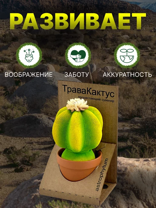 Сады Аурики Травянчик растущая травка кактус астрофитум микрозелень, вариант, фото 3