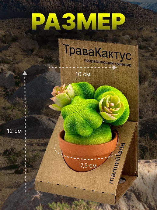 Сады Аурики Травянчик растущая травка кактус маммиллярия микрозелень, вариант, фото 2