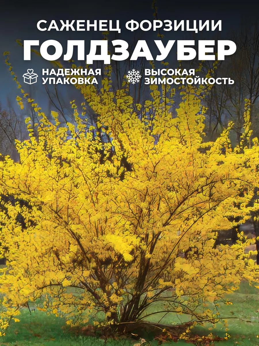 Саженцы Форзиция...