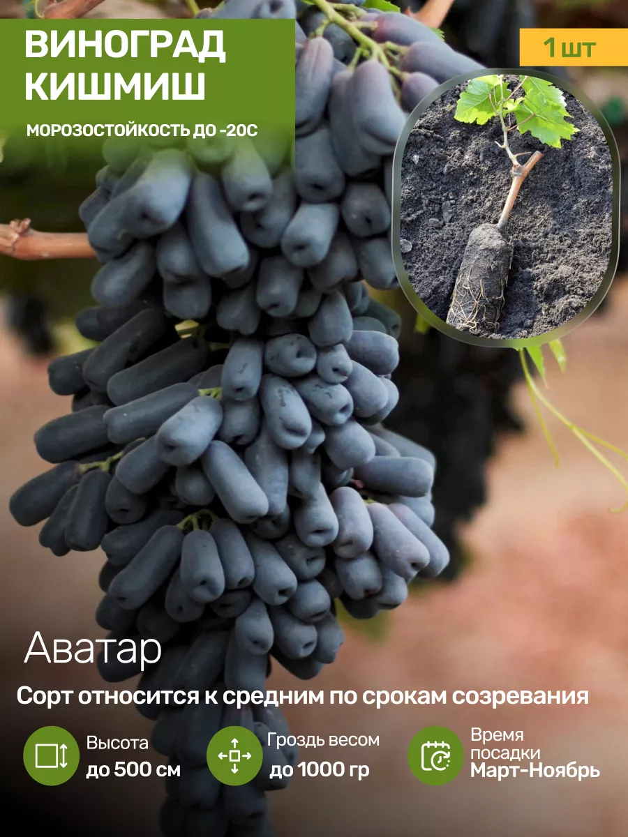 Саженцы Винограда