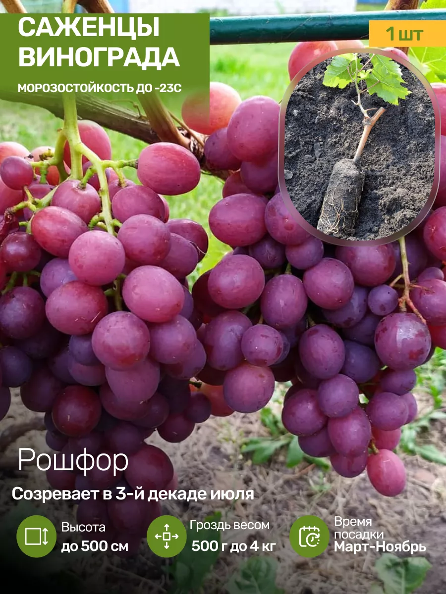 Саженцы Винограда Посадика 192547679 купить за 370 ₽ в интернет-магазине  Wildberries