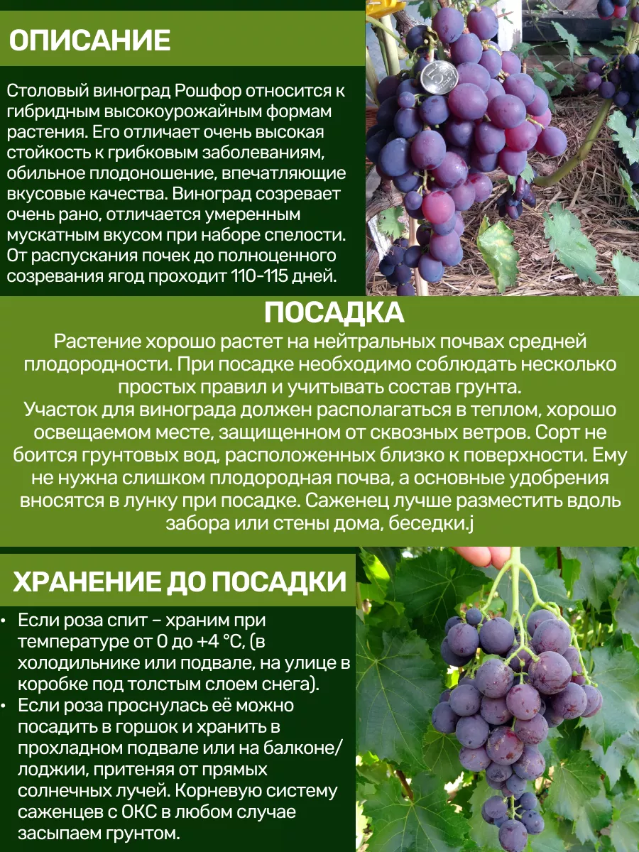 Саженцы Винограда Посадика 192547679 купить за 370 ₽ в интернет-магазине  Wildberries