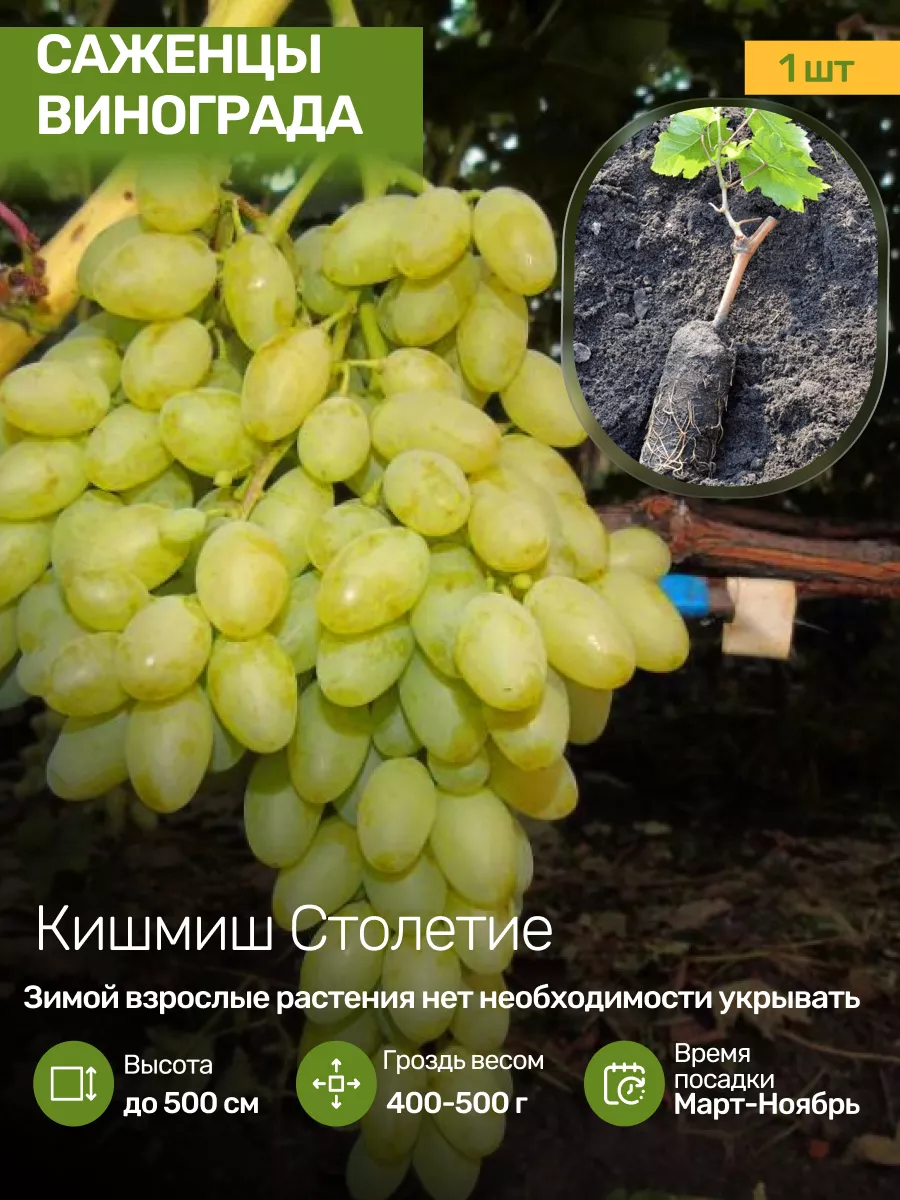 Саженцы Винограда