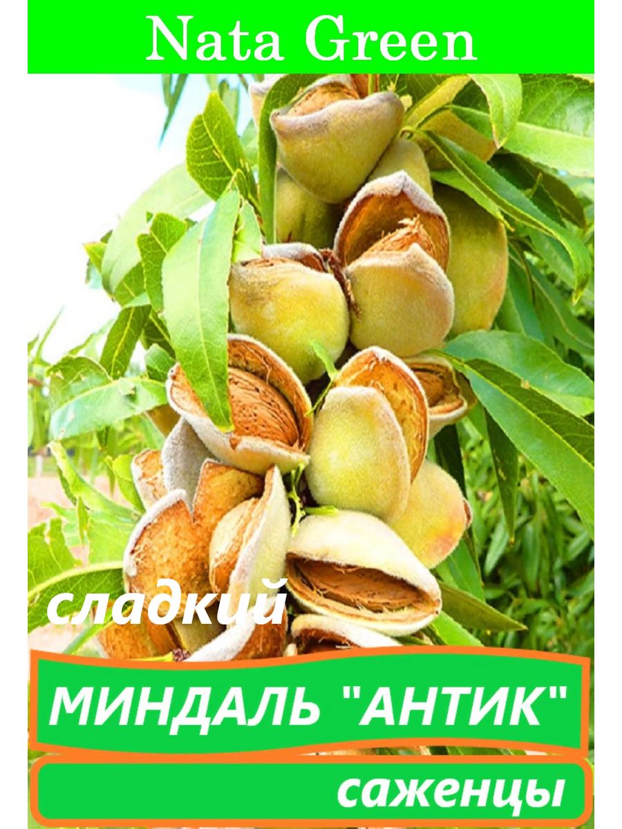 Миндаль антик описание