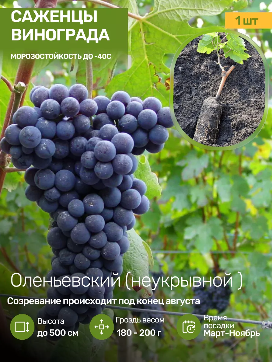 Саженцы Винограда