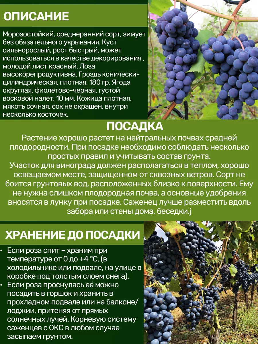 Саженцы Винограда Посадика 192680609 купить за 434 ₽ в интернет-магазине  Wildberries