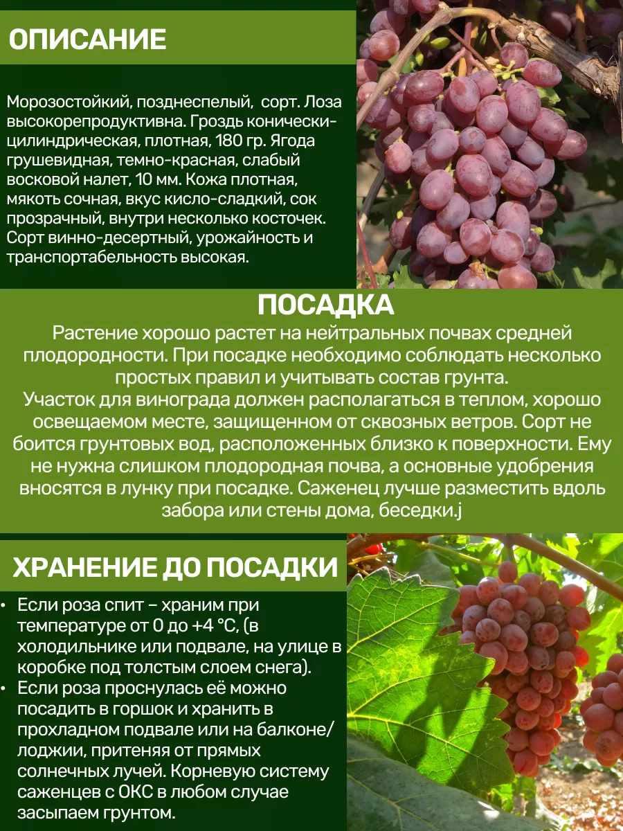 Саженцы Винограда Посадика 192682382 купить за 459 ₽ в интернет-магазине  Wildberries