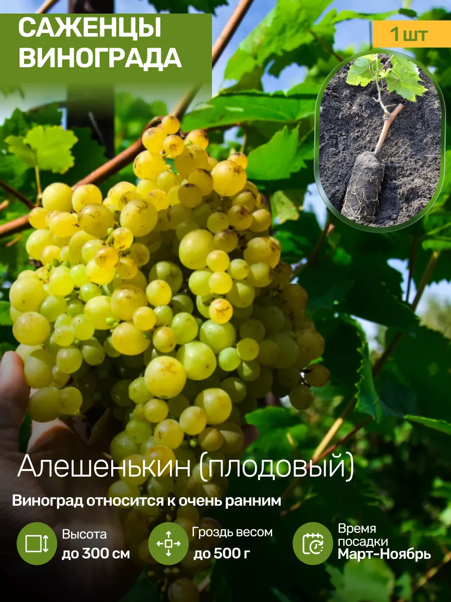 Саженцы Винограда