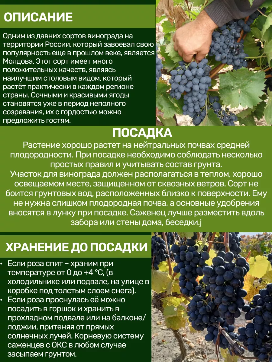 Саженцы Винограда Посадика 192688085 купить за 390 ₽ в интернет-магазине  Wildberries