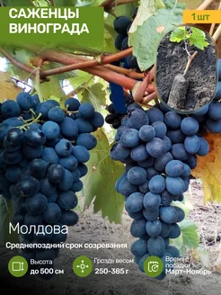 Саженцы Винограда Посадика 192688085 купить за 380 ₽ в интернет-магазине Wildberries