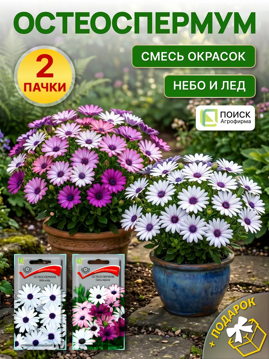Семена цветов остеоспермум