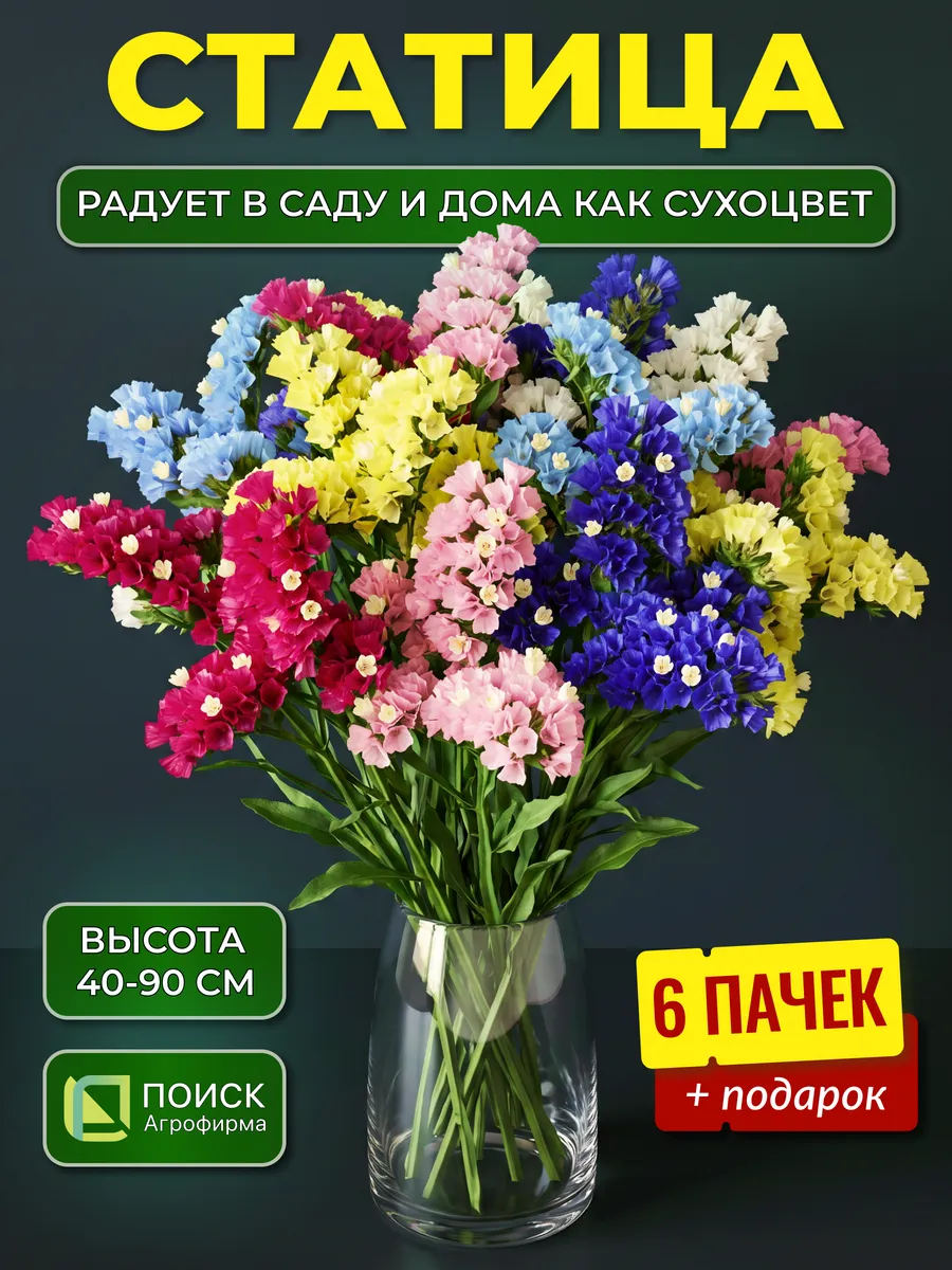 Семена статицы цветы
