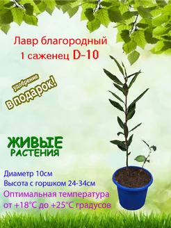 Лавр благородный саженец Это наш сад 192946453 купить за 504 ₽ в интернет‑магазине Wildberries
