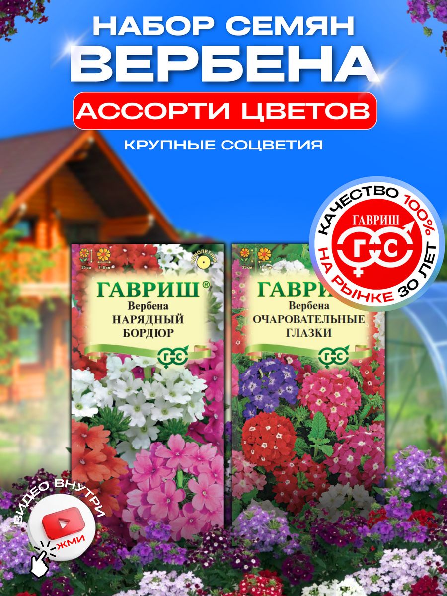 Какие семена вербены. Вербена. Вербена цветок. Вербена однолетник. Вербена цветок однолетник.