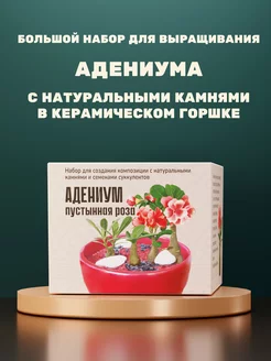 Набор для выращивания растений Адениум живые камни Цветы и Камни 193127233 купить за 989 ₽ в интернет-магазине Wildberries