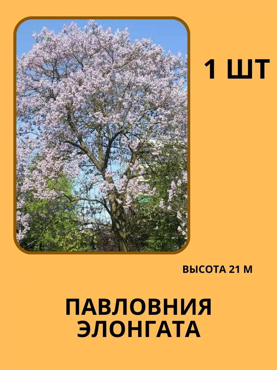 Павловния дерево; Дерево быстрорастущее Сад Цветов 193226705 купить за 375  ₽ в интернет-магазине Wildberries