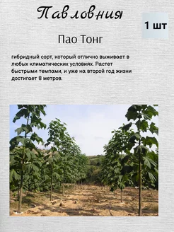 Павловния саженцы, многолетние деревья Евро сад 193467282 купить за 418 ₽ в интернет-магазине Wildberries