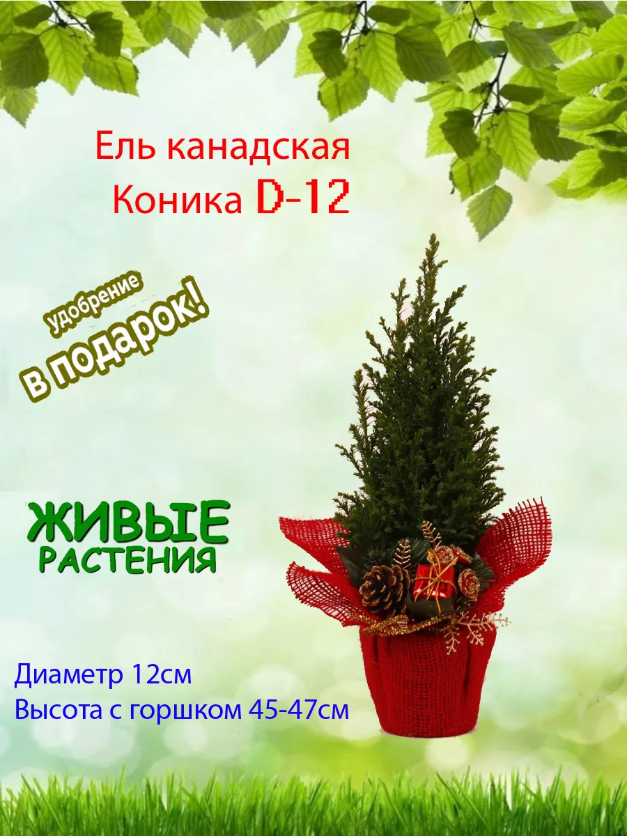 Ель живая канадская Коника в джуте новогодняя с декором Это наш сад  193560162 купить в интернет-магазине Wildberries