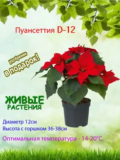 Живое растение Пуансеттия, Рождественская звезда, Молочай Это наш сад 193565069 купить за 1 344 ₽ в интернет-магазине Wildberries