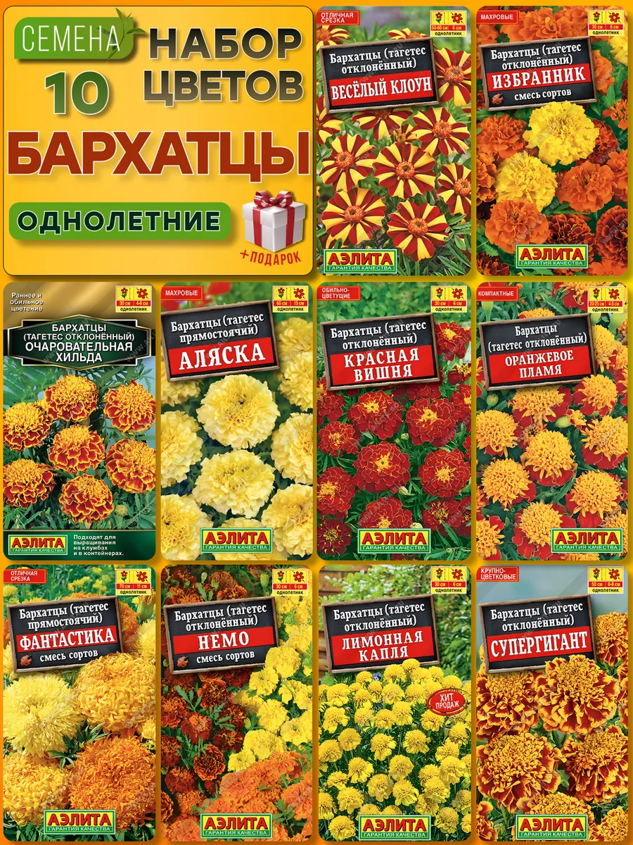 Бархатцы...