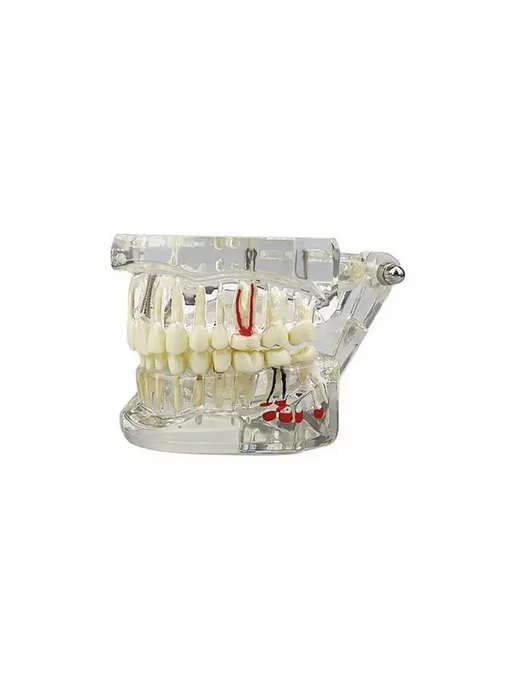 Dental Plus Анатомическая модель зубов макет челюсти стоматологический, вариант, фото 2