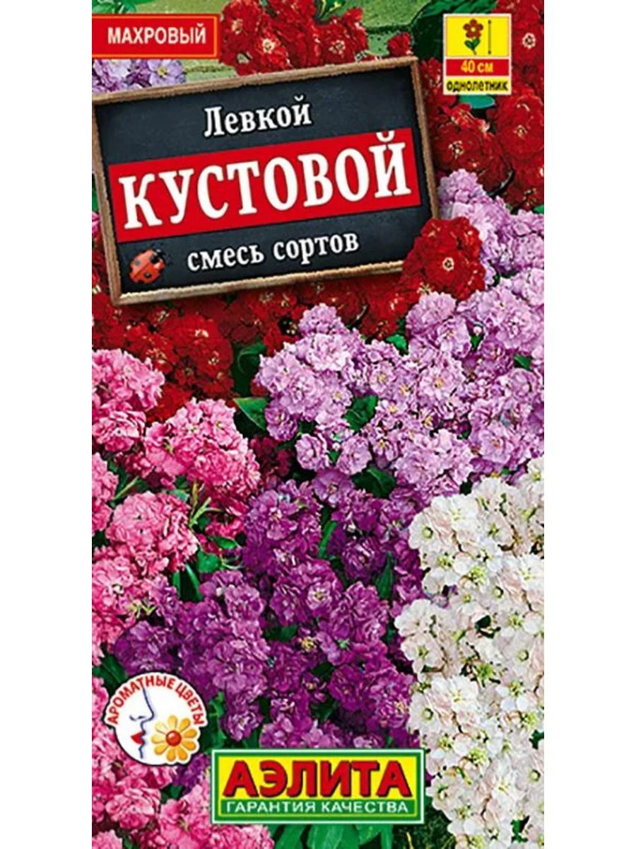 Левкой махровый смесь фото. Левкой кустовой смесь сортов. Левкой кустовой.