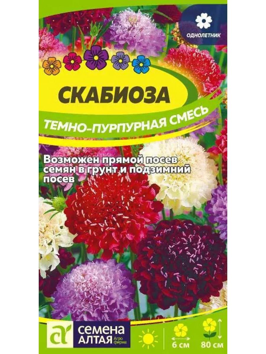 Скабиоза темно пурпурная смесь окрасок. Семена скабиоза пурпурная. Цветы скабиоза темно-пурпурная смесь. Скабиоза махровая смесь.