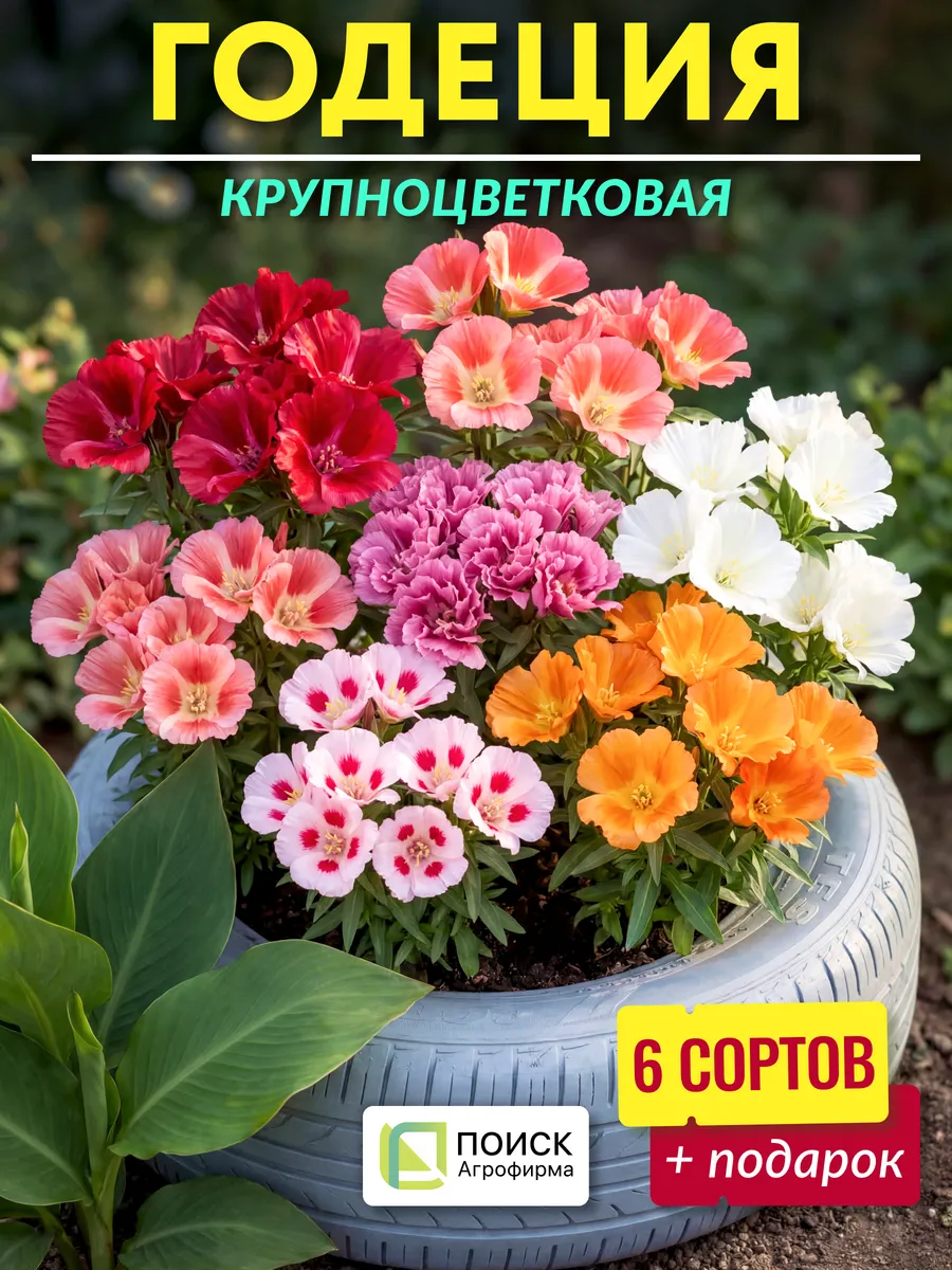 Семена годеция крупноцветковая махровая