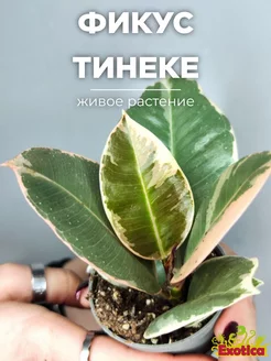 Фикус Эластика Тинеке (Ficus Elastica Tineke) D6см Exotica 194504254 купить за 826 ₽ в интернет-магазине Wildberries