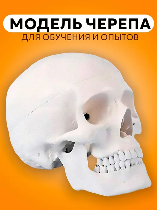 DUO Модель черепа Bone разборная 1 1