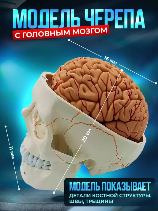 DUO Модель черепа Numbrain пронумерованная с головным мозгом