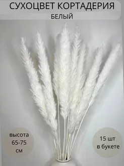 Пампасная трава кортадерия белая EVA florist 194933004 купить за 393 ₽ в интернет-магазине Wildberries