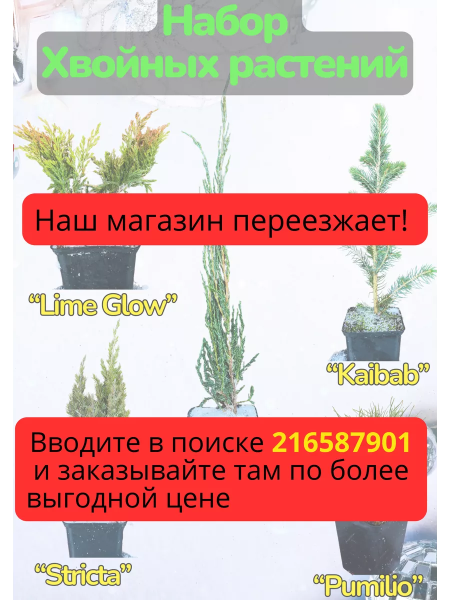 Набор из можжевельников, голубой ели и карликовой сосны Декоративные  хвойные растения 194962251 купить в интернет-магазине Wildberries