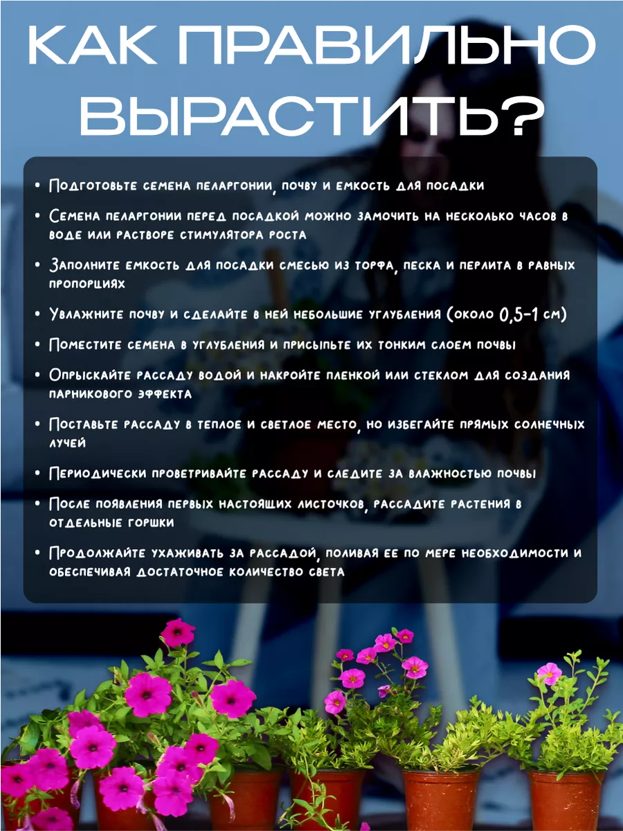 Пеларгония Маргарита красная низкоросл F1 семена-3 пач. семена цветов  195077622 купить за 421 ₽ в интернет-магазине Wildberries