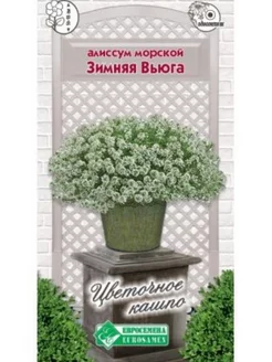 Алиссум морской Зимняя Вьюга, 5 драже Евросемена 195251335 купить за 146 ₽ в интернет-магазине Wildberries