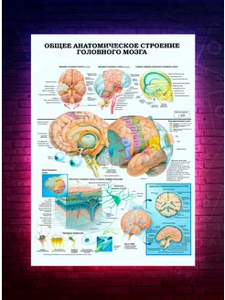 Постер Анатомия - Строение головного мозга О-Хочу! 195285468 купить за 177 ₽ в интернет-магазине Wildberries