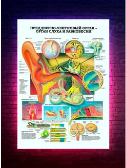 Постер Анатомия - Орган слуха и равновесия - медицина О-Хочу! 195285469 купить за 188 ₽ в интернет-магазине Wildberries