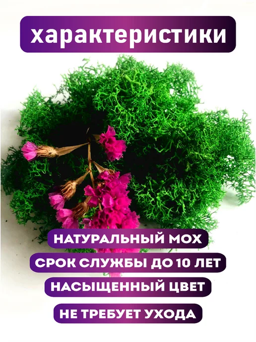 Зеленое время Мох стабилизированный эконом, зеленый, фото 3
