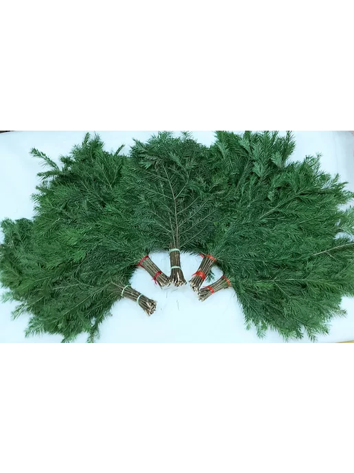 Елки в дом Сибирская пихта, лапник живой, пихтовые ветки, 20 шт, фото 6