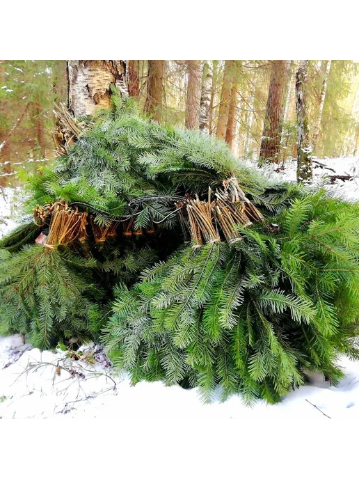 Елки в дом Сибирская пихта, лапник живой, пихтовые ветки, 30 шт, фото 3
