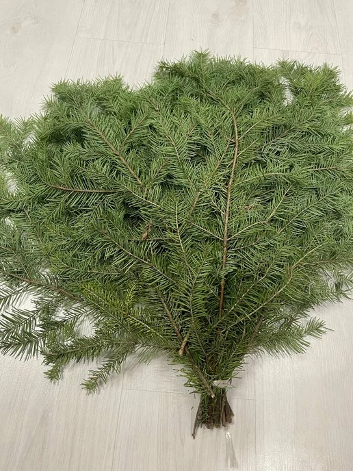 Елки в дом Еловые ветки пихты, лапник сибирской пихты 10шт, 20 шт, фото 4