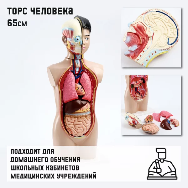 Макет Торс человека