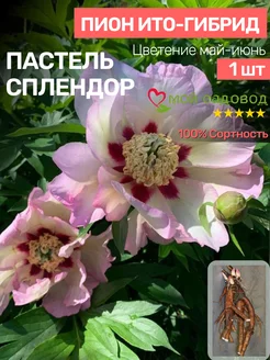 Пионы Саженцы Мой Садовод 195860587 купить за 479 ₽ в интернет-магазине Wildberries