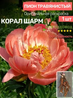 Пионы Саженцы Мой Садовод 195863172 купить за 496 ₽ в интернет-магазине Wildberries