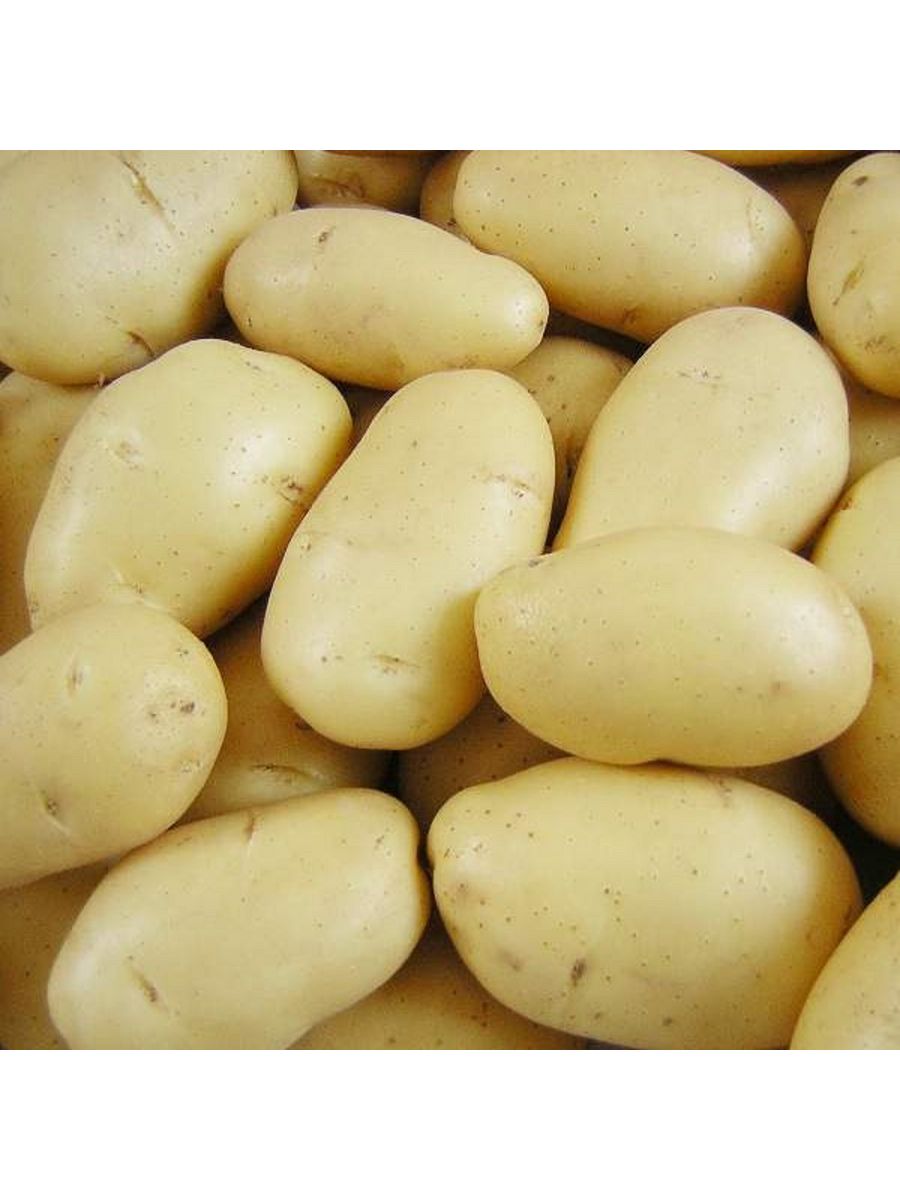 Семена картофеля купить в интернет. Картофель Лорх семена. Сорта картофеля Импала семенной. Семена картофель Ажур 0,02 г. Семенная картошка.