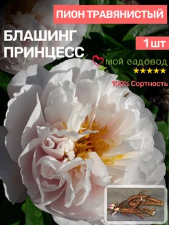 Пионы Саженцы Мой Садовод 195897571 купить за 506 ₽ в интернет-магазине Wildberries